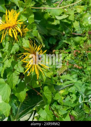 Norton Priory Walled Garden, un Bumblebee dalla coda di rondine, si trova su un Biglow's Sneezeweed. Foto Stock