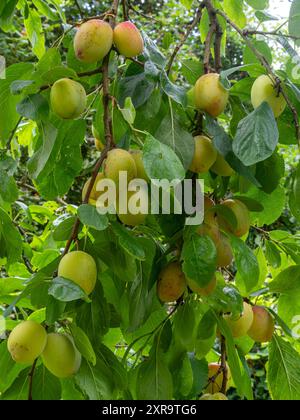 Norton Priory Walled Garden, Victoria Yellow Plums in frutta piena pronta per la raccolta. Foto Stock