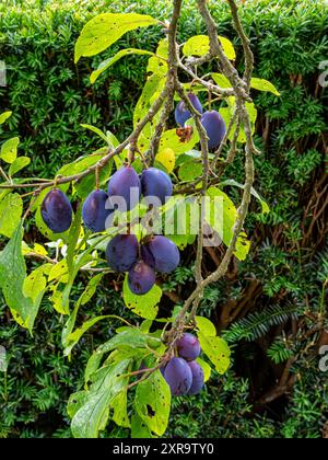 Norton Priory Walled Garden, Shropshire Damsons in piena frutta appesa ai rami dell'albero. Foto Stock