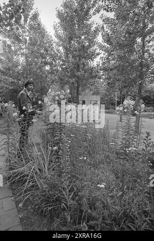 Piante nel comune di Velsen, giardini pubblici, piante, arbusti, caldaie, 11-07-1972, Whizgle Dutch News: immagini storiche su misura per il futuro. Esplora il passato dei Paesi Bassi con prospettive moderne attraverso le immagini delle agenzie olandesi. Colmare gli eventi di ieri con gli approfondimenti di domani. Intraprendi un viaggio senza tempo con storie che plasmano il nostro futuro. Foto Stock