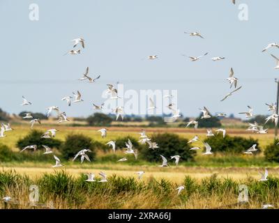 Sandwich Tern, Thalasseus sandvicensis che sorvolano le paludi di Kilnsea a Spurn, Yorkshire, Regno Unito. Foto Stock