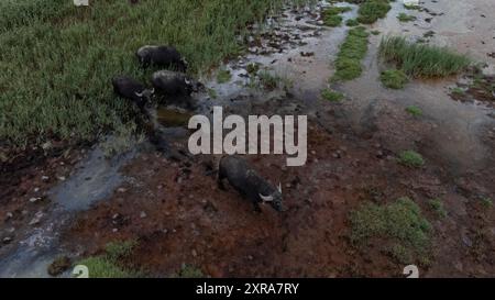 Bad Salzungen, Germania. 09 agosto 2024. Quattro bufali d'acqua in piedi in un campo (vista aerea con un drone). Dalla fine del 2022, Nabu ha istituito un pascolo selvatico a Erlensee per preservare la zona alluvionale con le sue paludi salate come habitat per rare piante amanti del sale e allevatori di prati. I bufali d'acqua garantiscono che le piante di sale possano reggersi contro le canne. Credito: Hannes P. Albert/dpa credito: dpa Picture Alliance/Alamy Live News/dpa/Alamy Live News Foto Stock