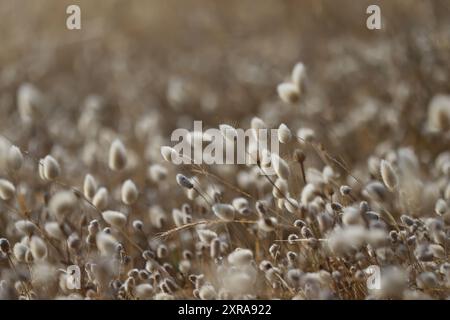 Primo piano dell'erba alta di Lepre (Lagurus ovatus) Foto Stock