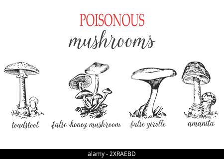 Set di funghi velenosi. Illustrazione dell'inchiostro disegnato a mano. Vettore del contorno dello schizzo in bianco e nero. Illustrazione Vettoriale