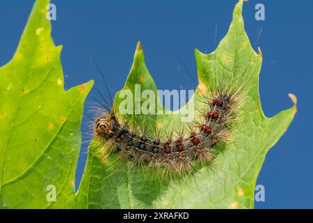 Caterpillar spugnoso - Lymantria dispar Foto Stock