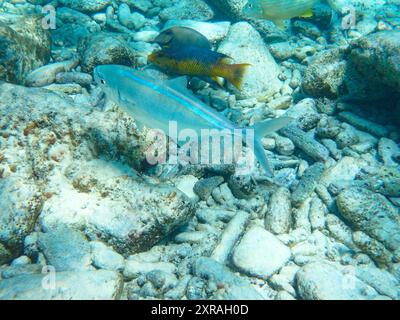 Vista subacquea di vari pesci (Bar Jack, hogfish spagnolo, chirurgo oceanico) che si nutrono insieme, Bonaire, Paesi Bassi caraibici Foto Stock