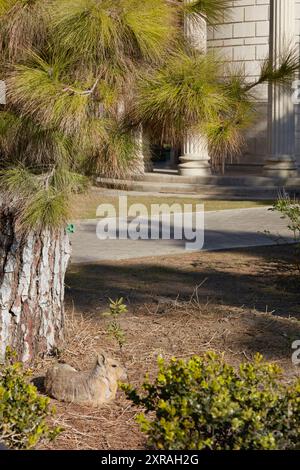 Un Mara all'interno dell'Ecopark (Ecoparque) di Palermo, Buenos Aires, Argentina. Foto Stock