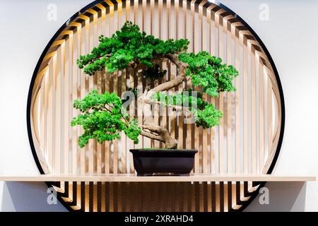 Un albero di bonsai siede su una mensola di legno in una sala minimalista. L'albero è piccolo e ha un tronco ritorto, con foglie verdi e piccoli rami. Lo scaffale Foto Stock