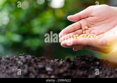 Donna che piantano soia in terreno fertile spazio per testo. Piantare verdure. Manciata di semi di soia raccolti, agricoltrice caucasica che detiene pali Foto Stock