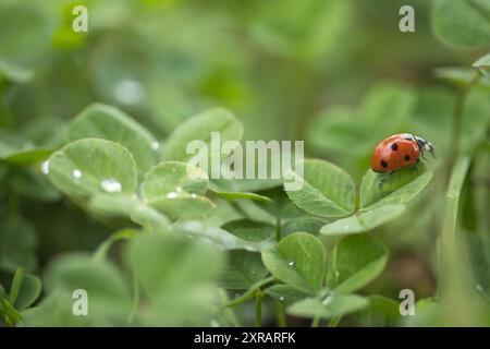 una coccinella seduta sul bordo di un trifoglio con altri trifoglio che hanno poche gocce di rugiada su di loro Foto Stock