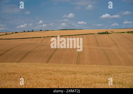 Campi ondulati di frumento rivestito con allevamento sullo sfondo in una giornata limpida, secca e soleggiata. Foto Stock