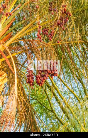 Primo piano di variopinti ammassi di datteri. Pronti a maturare datteri appesi all'albero Foto Stock