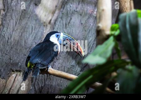 Un tucano colorato, conosciuto per il suo becco grande e vibrante, è arroccato graziosamente su un robusto ramo d'albero nel suo habitat naturale Foto Stock