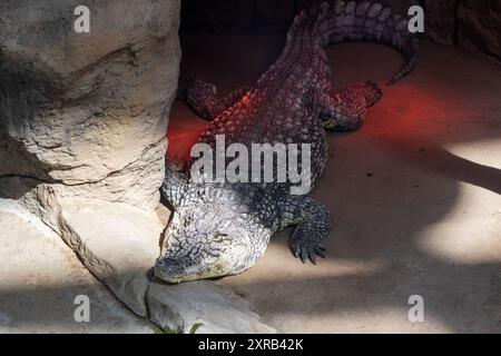 Un grande coccodrillo riposa comodamente sul terreno caldo, posizionato vicino a una roccia robusta, godendosi l'ambiente circostante al sole Foto Stock