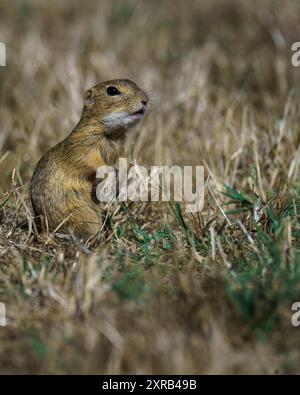 Carino piccolo animale vicino al lago interno di Tihany, Ungheria. Scoiattolo macinato europeo (Spermophilus citellus) Foto Stock