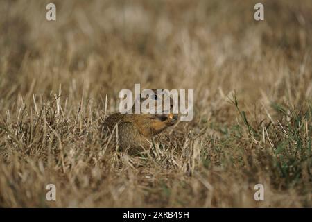 Carino piccolo animale vicino al lago interno di Tihany, Ungheria. Scoiattolo macinato europeo (Spermophilus citellus) Foto Stock