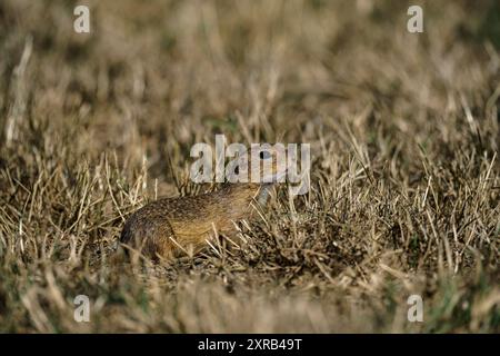 Carino piccolo animale vicino al lago interno di Tihany, Ungheria. Scoiattolo macinato europeo (Spermophilus citellus) Foto Stock