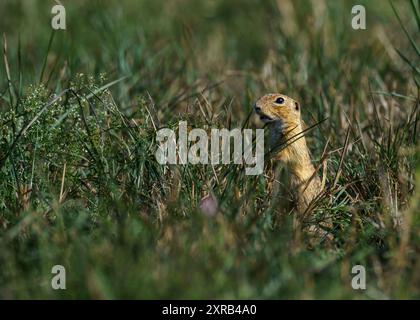 Carino piccolo animale vicino al lago interno di Tihany, Ungheria. Scoiattolo macinato europeo (Spermophilus citellus) Foto Stock