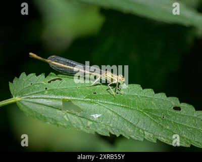 Una damselfly blu Platycnemis pennipes che riposa su una foglia, giornata di sole in estate Austria Petronell-Carnuntum Austria Foto Stock