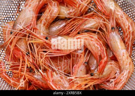Shimaebi (gamberetti di Morotoge), sushi giapponese e ingrediente sashimi Foto Stock