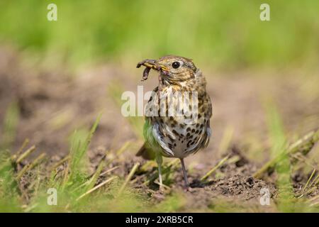 A Song Thrush alla ricerca di cibo sul terreno, giorno di sole in estate nel nord della Germania Lancken-Granitz Germania Foto Stock