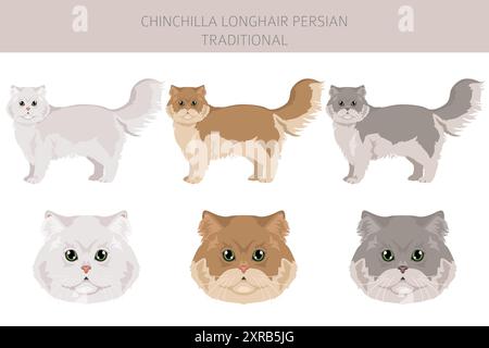 Chinchilla Persiano Longhair Clipart tradizionale di gatto. Set di colori per tutti i rivestimenti. Infografica sulle caratteristiche di tutte le razze di gatto. Illustrazione vettoriale Illustrazione Vettoriale