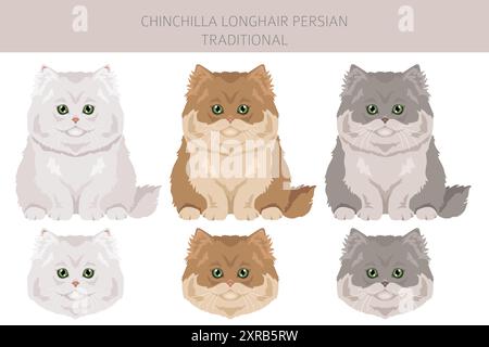 Chinchilla Persiano Longhair Clipart tradizionale di gatto. Set di colori per tutti i rivestimenti. Infografica sulle caratteristiche di tutte le razze di gatto. Illustrazione vettoriale Illustrazione Vettoriale