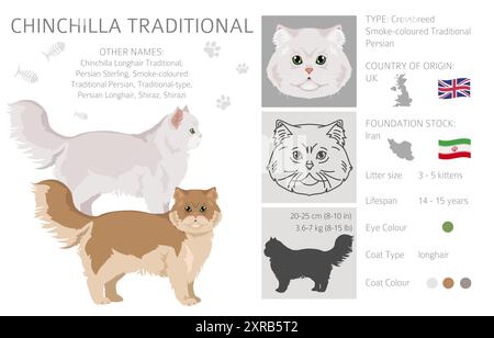 Chinchilla Persiano Longhair Clipart tradizionale di gatto. Set di colori per tutti i rivestimenti. Infografica sulle caratteristiche di tutte le razze di gatto. Illustrazione vettoriale Illustrazione Vettoriale