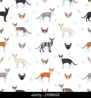 Schema senza cuciture Cornish Rex Cat. Set di colori per tutti i rivestimenti. Infografica sulle caratteristiche di tutte le razze di gatto. Illustrazione vettoriale Illustrazione Vettoriale