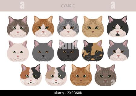 Clipart Cymric Cat. Set di colori per tutti i rivestimenti. Infografica sulle caratteristiche di tutte le razze di gatto. Illustrazione vettoriale Illustrazione Vettoriale