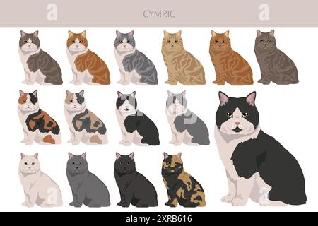 Clipart Cymric Cat. Set di colori per tutti i rivestimenti. Infografica sulle caratteristiche di tutte le razze di gatto. Illustrazione vettoriale Illustrazione Vettoriale