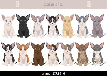 Cornish Rex Cat clipart. Set di colori per tutti i rivestimenti. Infografica sulle caratteristiche di tutte le razze di gatto. Illustrazione vettoriale Illustrazione Vettoriale