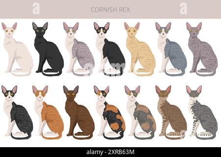 Cornish Rex Cat clipart. Set di colori per tutti i rivestimenti. Infografica sulle caratteristiche di tutte le razze di gatto. Illustrazione vettoriale Illustrazione Vettoriale