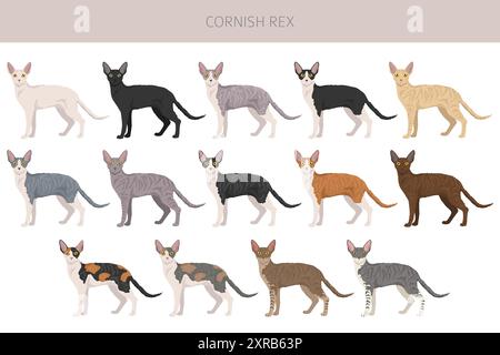 Cornish Rex Cat clipart. Set di colori per tutti i rivestimenti. Infografica sulle caratteristiche di tutte le razze di gatto. Illustrazione vettoriale Illustrazione Vettoriale