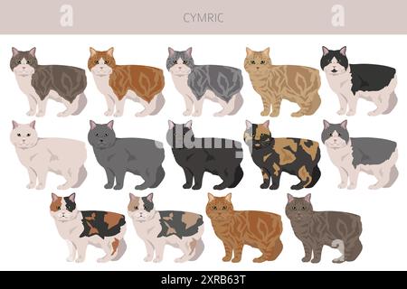 Clipart Cymric Cat. Set di colori per tutti i rivestimenti. Infografica sulle caratteristiche di tutte le razze di gatto. Illustrazione vettoriale Illustrazione Vettoriale