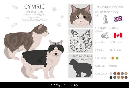 Clipart Cymric Cat. Set di colori per tutti i rivestimenti. Infografica sulle caratteristiche di tutte le razze di gatto. Illustrazione vettoriale Illustrazione Vettoriale