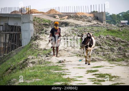 Contadino bengalese con mucche sulla strada vanno a depositare. La vita rurale quotidiana dei contadini. Bangladesh - 22 aprile 2024 Foto Stock