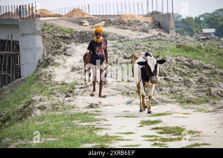 Contadino bengalese con mucche sulla strada vanno a depositare. La vita rurale quotidiana dei contadini. Bangladesh - 22 aprile 2024 Foto Stock