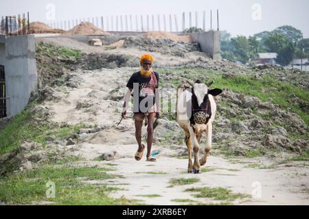 Contadino bengalese con mucche sulla strada vanno a depositare. La vita rurale quotidiana dei contadini. Bangladesh - 22 aprile 2024 Foto Stock