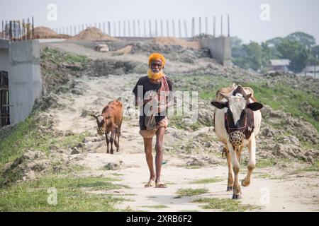 Contadino bengalese con mucche sulla strada vanno a depositare. La vita rurale quotidiana dei contadini. Bangladesh - 22 aprile 2024 Foto Stock