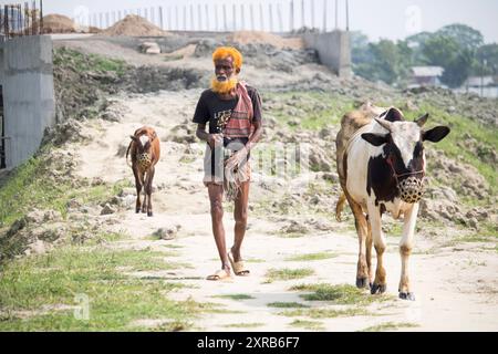 Contadino bengalese con mucche sulla strada vanno a depositare. La vita rurale quotidiana dei contadini. Bangladesh - 22 aprile 2024 Foto Stock