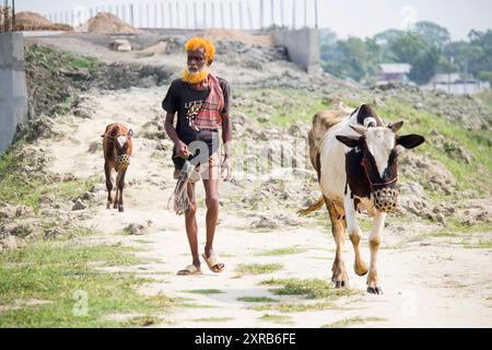 Contadino bengalese con mucche sulla strada vanno a depositare. La vita rurale quotidiana dei contadini. Bangladesh - 22 aprile 2024 Foto Stock