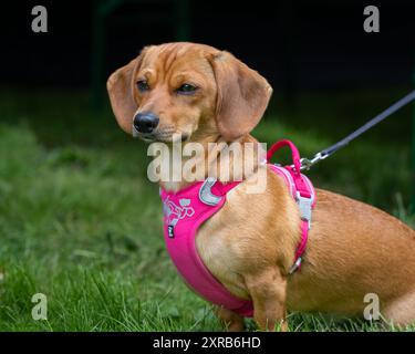 Dondolo dai capelli lisci nella natura. Red Dachshund sullo sfondo naturale. Dachshund dog noto anche come wiener dog o Sausage dog, badger dog Foto Stock