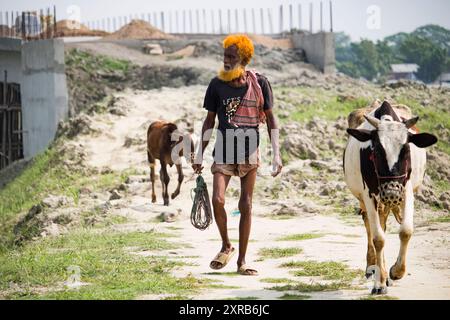 Contadino bengalese con mucche sulla strada vanno a depositare. La vita rurale quotidiana dei contadini. Bangladesh - 22 aprile 2024 Foto Stock