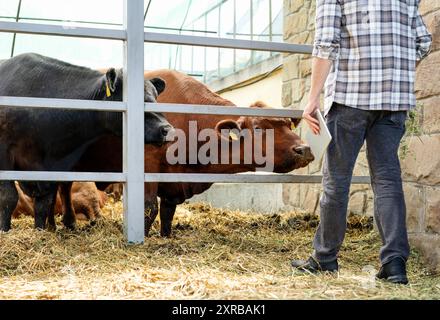 Ispezione del bestiame. Mucche e contadini. Foto Stock