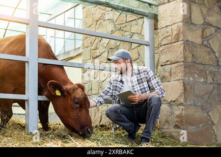 Ispezione del bestiame. Veterinario o addetto al controllo qualità che ispeziona le vacche nel paddock dell'azienda. Foto Stock