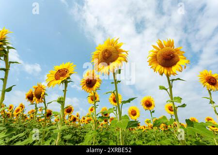 Campo di girasoli in piena fioritura primaverile con impollinazione delle api. Foto Stock