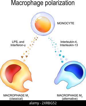 Polarizzazione del macrofago. Da monociti a macrofagi alternativi m2 e macrofagi classici m1. Infiammazione cronica. Riprogrammazione metabolica. Pro-in Illustrazione Vettoriale