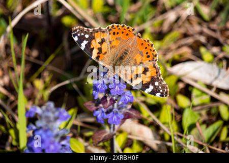 Vista dorsale su una farfalla dipinta (Vanessa cardui). primo piano Foto Stock