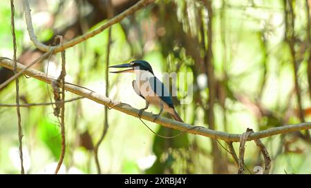 Kingfisher con colletto arroccato su un ramo nel suo habitat naturale, Foto Stock